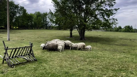 A flock of sheep running in a crowd on the lawn, a herd of borans, farm cattle Stock Footage 259418260