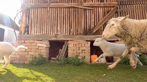 Flock of sheep running on the farm Stock Footage 128983240
