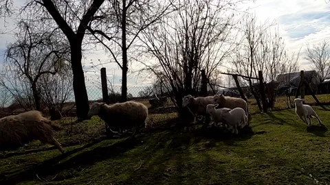 Flock of sheep running in farmyard Stock Footage 134701000