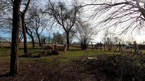 Flock of sheep running Stock Footage 134701198