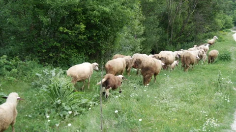 Flock of sheep running Stock Footage 135650541