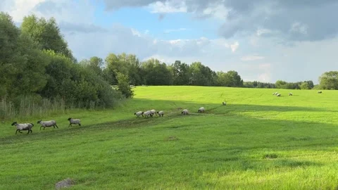 Flock of sheep running on green meadow Stock Footage 320950132