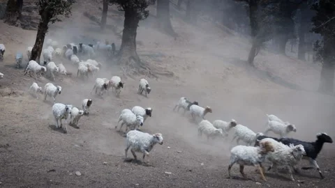 Flock Of Sheep With Running on Mountain landscape Nepal Stock Footage 156962169