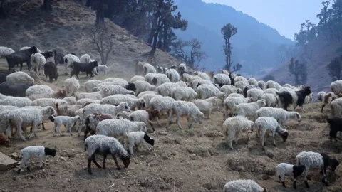 Flock Of Sheep With Running on Mountain landscape Stock Footage 156962244