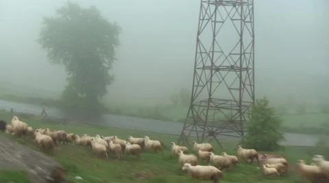 A flock of sheep running in the side of a highway the countryside of Montenegro Stock Footage 49703845