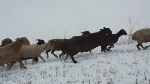Flock of sheep running in the snow. Steppe. Kazakhstan. Close, Slow-motion Stock Footage 143082839