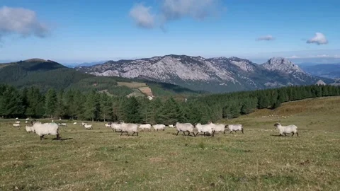 Flock of sheep running through the fields of Urkiola Stock Footage 139731986
