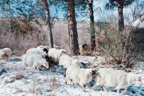 Flock of sheep running through the pine forest in the mountains covered with  Stock Photos