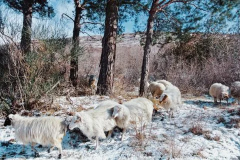 Flock of sheep running through the pine forest in the mountains covered with  Stock Photos