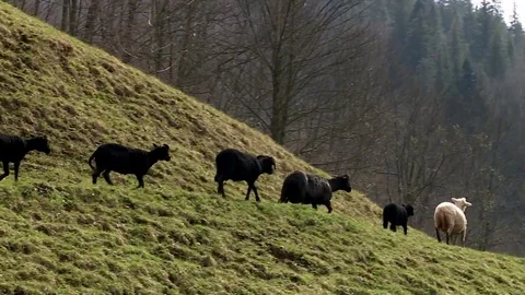 Flock of sheep running through the top of the mountain Stock Footage 71573664