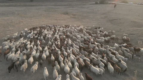 A flock of sheep runs across the field, top view. Aul of sheep grazing from.. Stock Footage 228398974