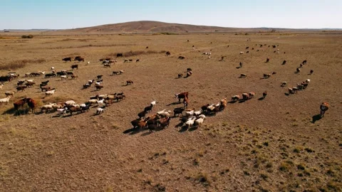 Flock of sheep runs across the field. Herd of sheep runs across the steppe Stock Footage 235657482