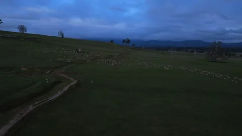 Flock Of Sheep Runs Across The Hill, Drone Shot, 6K 動画素材 332705939