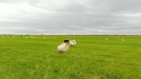 Flock of sheep runs on green grass, drone shot Video stock 118656115