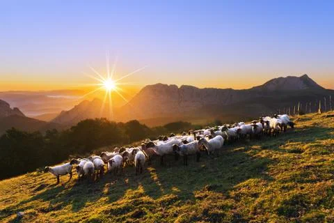 Flock of sheep in Saibi mountain Stock Photos