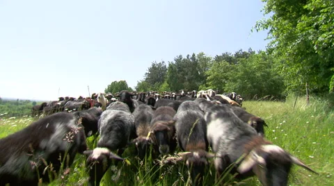 Flock of sheep seeking running Stock Footage 65017063