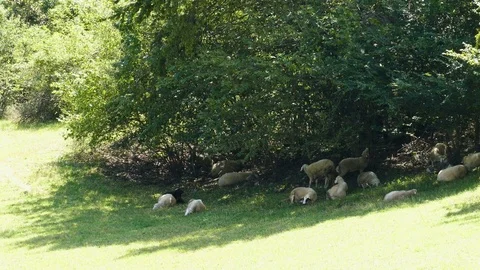 Flock of sheep in the shade Stock-Footage 70998619