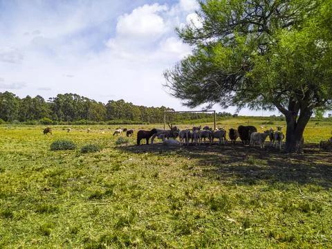 Flock of sheep in the shade of tree Stock-Fotos