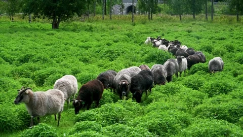 Flock of sheep Sheep grazing on the green pastures Stock Footage 247277686