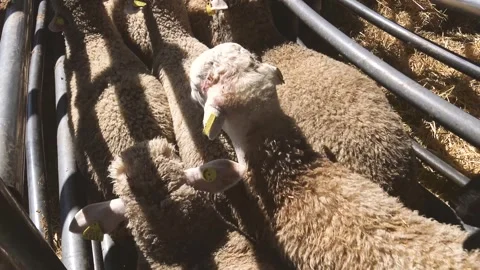 Flock of sheep in a sheepfold Stock Footage 311568984
