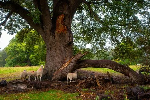 Flock of Sheep Sheltering beneath Large Broken Oak Tree in Wales Stock Photos