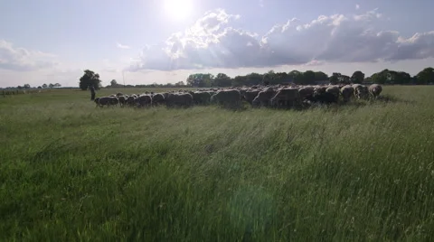 Flock of sheep with shepherd dog Stock Footage 40389703