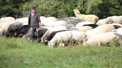 Flock of Sheep with a Shepherd Stock Footage 140917021