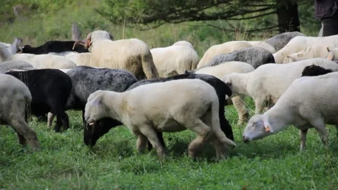 Flock of Sheep with a Shepherd Stock Footage 140917031