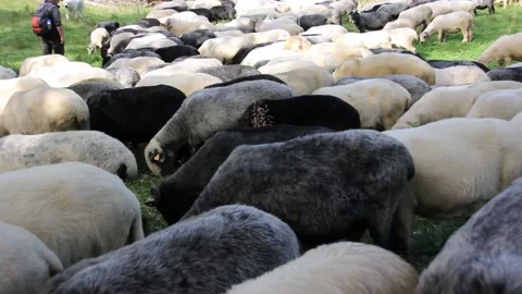Flock of Sheep with a Shepherd Stock Footage 140917037