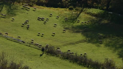 Flock of sheep with shepherd Stock Footage 182475612