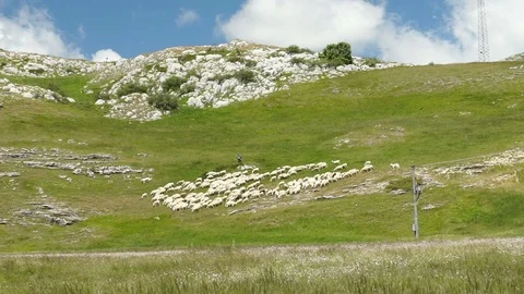 Flock of sheep with a shepherd in mountains, slowmo HD Video stock 78520835