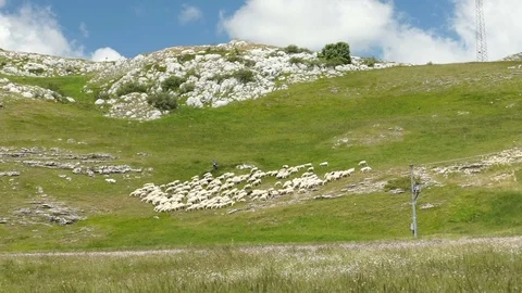 Flock of sheep with a shepherd in mountains, slowmo HD Stock Footage 79701068