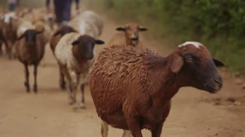 Flock of Sheep with Shepherd Walking through Village Path Kenya Stock Footage 321289455