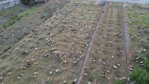 Flock of sheep shooting by drone Video stock 234135000