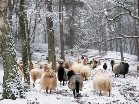 Flock of sheep in snow between trees of winter forest near utrecht in holland Stock Photos