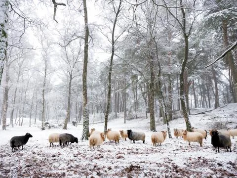 Flock of sheep in snow between trees of winter forest near utrecht in holland Stock Photos