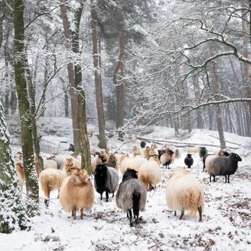 Flock of sheep in snow between trees of winter forest near utrecht in holland Stock Photos
