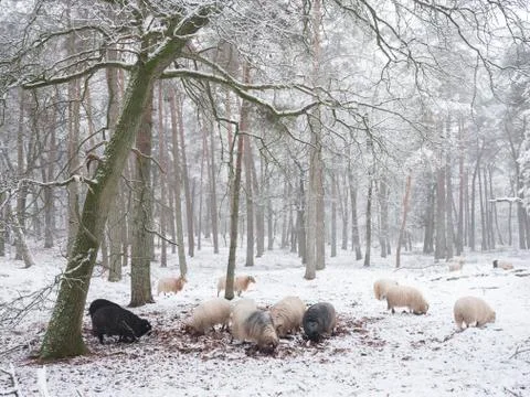 Flock of sheep in snow between trees of winter forest near utrecht in holland Stock Photos