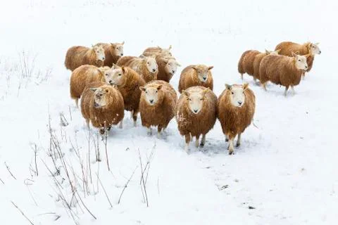 Flock of sheep in snow Stock Photos