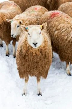 Flock of sheep in snow Stock Photos