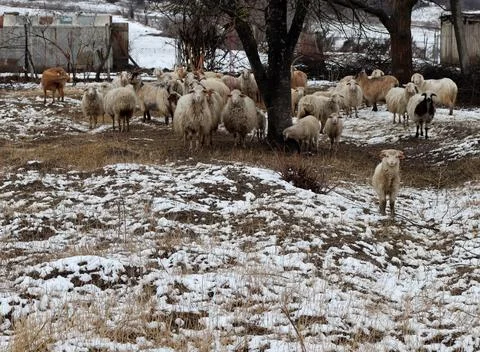 A flock of sheep in the snow Stock Photos