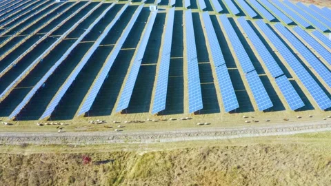 Flock of sheep solar panels Video stock 170913445