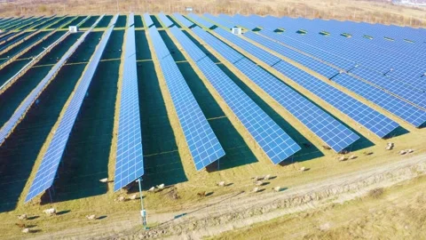 Flock of sheep solar panels Stock-Footage 170913469