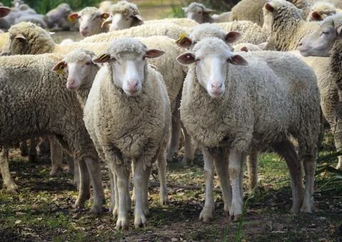 Flock of sheep, Spain. Foto stock