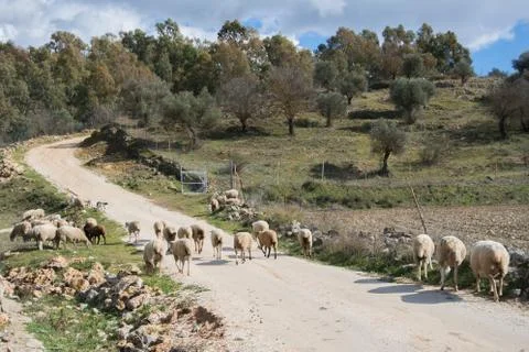 A flock of sheep on a spring day up on the road in Ronda, Spain. Stock Photos
