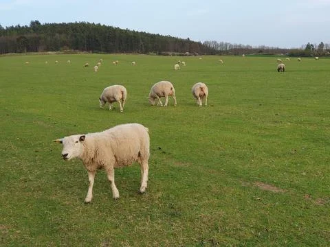 A flock of sheep on a spring pasture Stock Photos