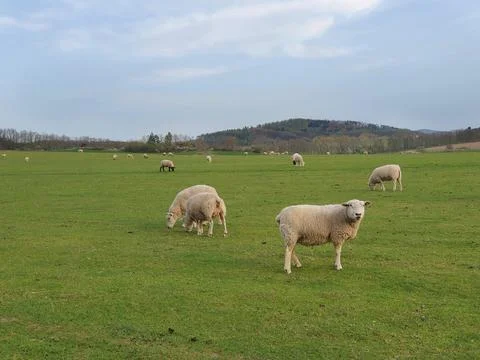 A flock of sheep on a spring pasture Stock Photos