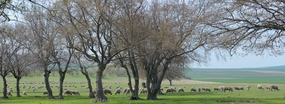 Flock of sheep in spring time Stock Photos