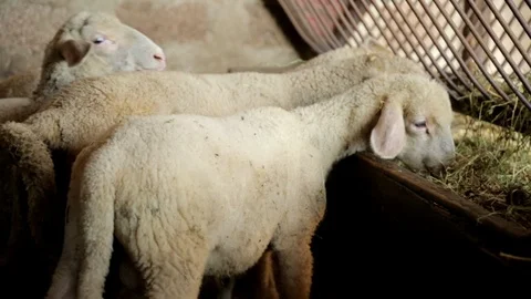 A Flock of Sheep in a Stable at the Farm Video stock 99554561
