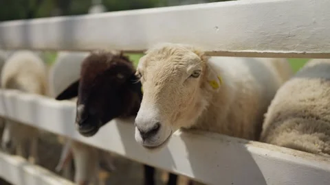 A flock of sheep standing eagerly in a wooden pen, waiting for food at the farm. Stock-Footage 301677465